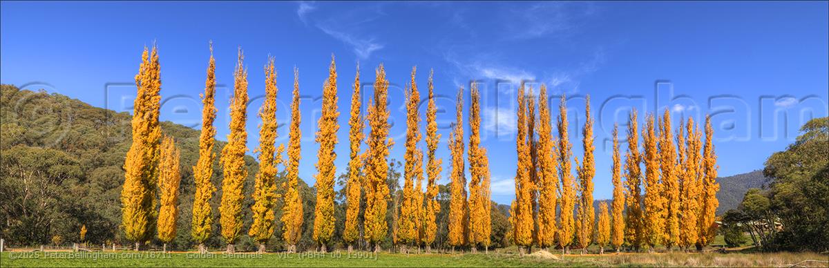 Peter Bellingham Photography Golden Sentinels - VIC (PBH4 00 13901)
